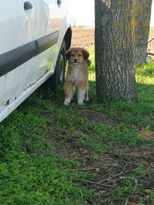 Donez căței talie medie