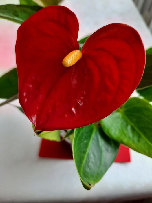 Продам цветущие антуриумы