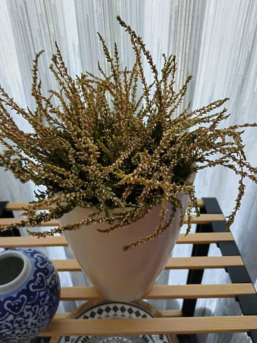 красиво непретенциозно стайно растение