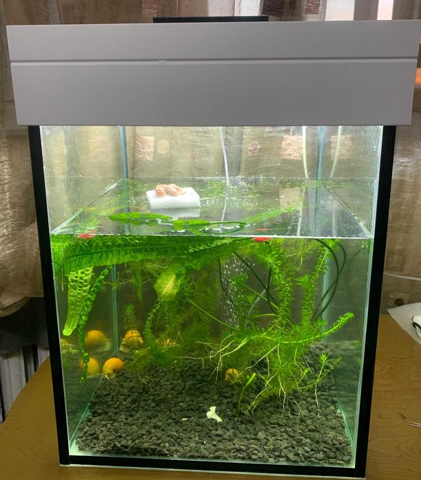 Продаю аквариум 42х42х50 см