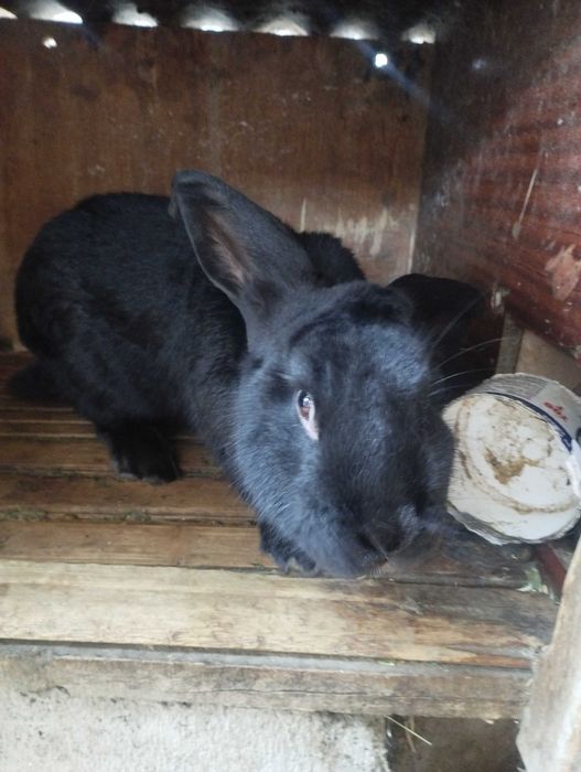 продам кроликов разных возрастов