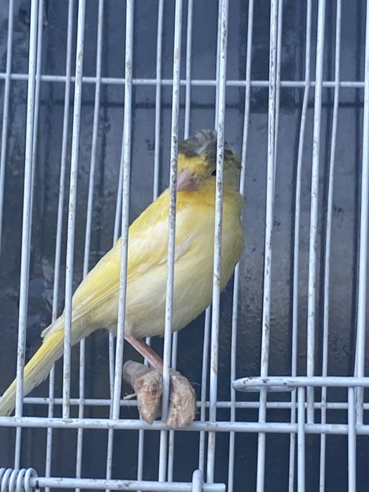 Продам канареек срочно