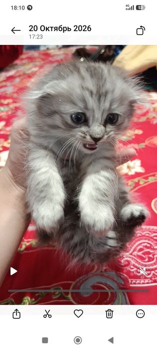 Маленький катята