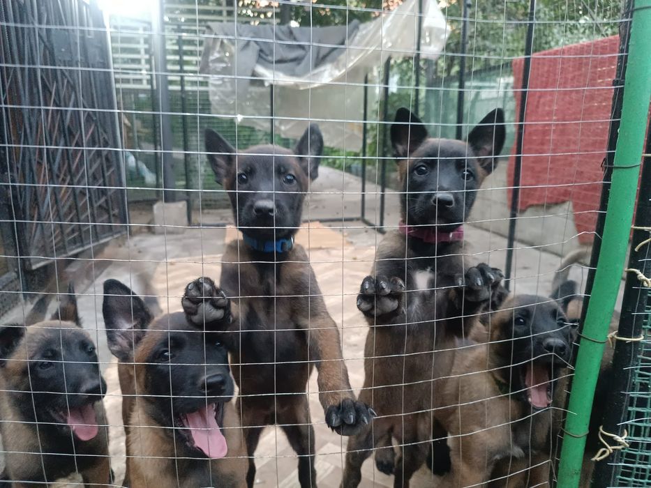 Продам щенков малинуа