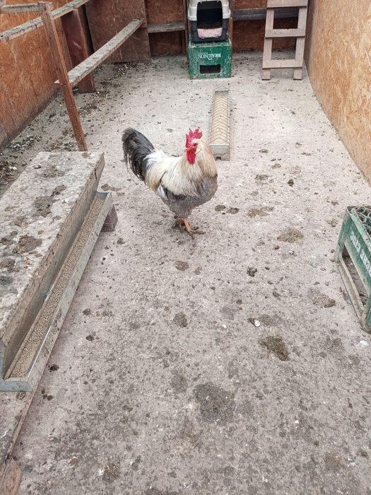 Gaini italiene perlate din anul 2025