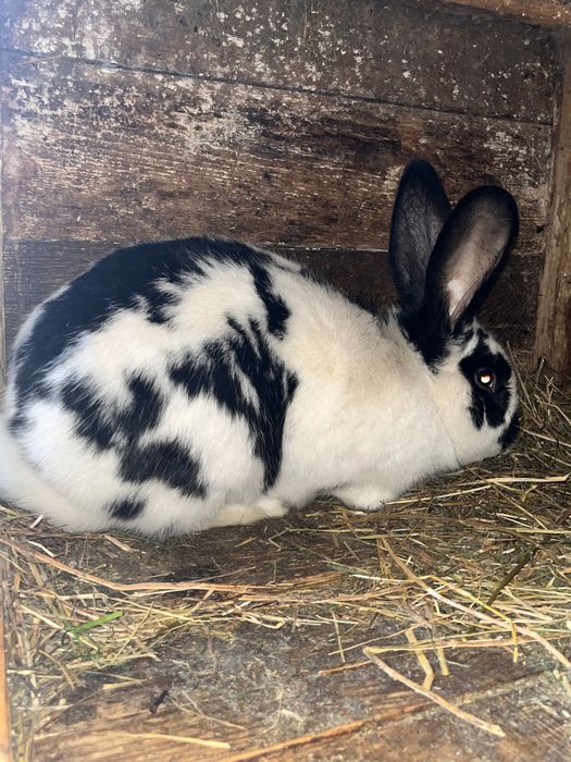 Vand iepure femelă fluture german