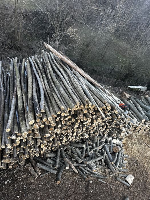 Vând parii de salcâm