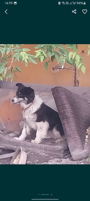 Отдам в хорошие руки