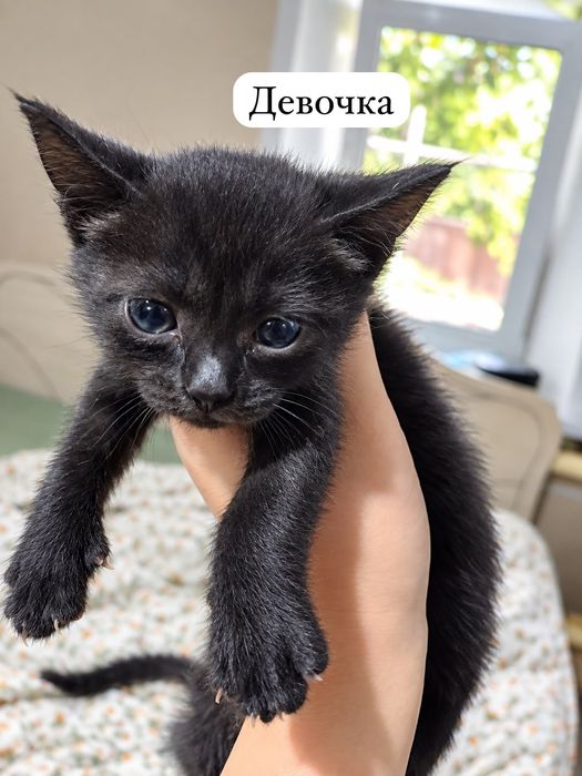 Отдам котят в добрые руки