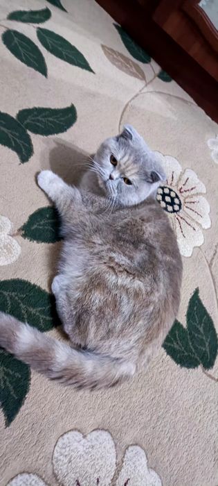 Сотилади Скоттиш фолд