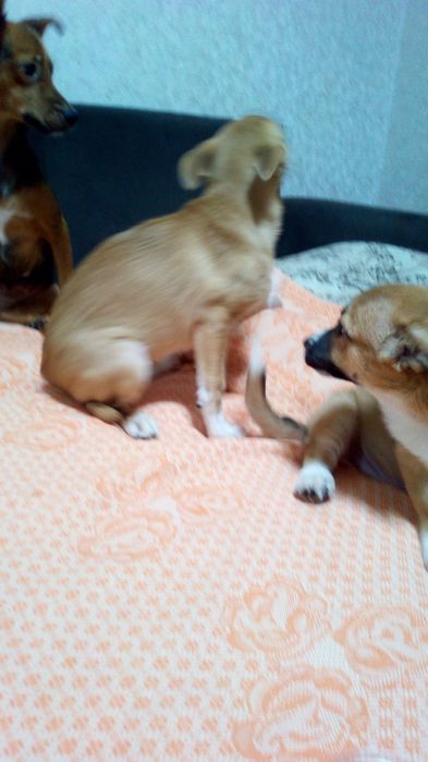 Щенки домашние 3месяца