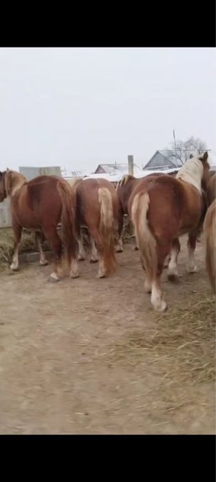 Продаются кобылки