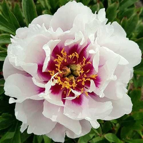 Сортовые  Пионы.