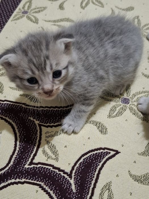 Котенок домашние