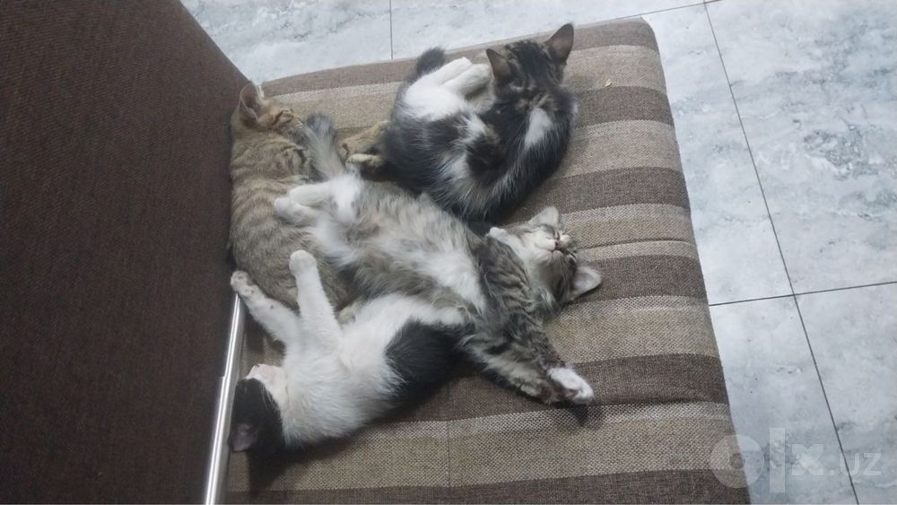 Отдам котят бесплатно
