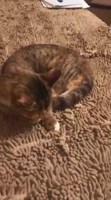 Кошке нужен дом! Срочно!