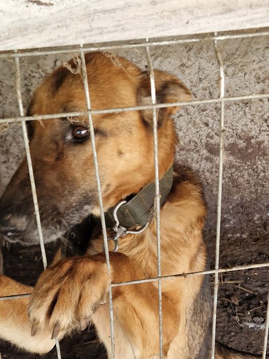 Donez doi masculi de ciobanesc german