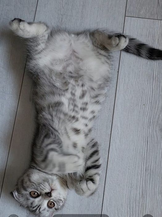 Вислоухие котята