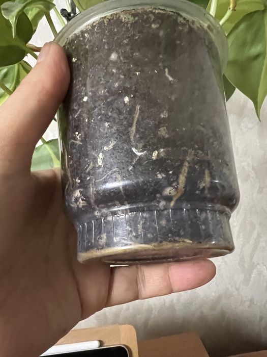 Филодендрон бразил