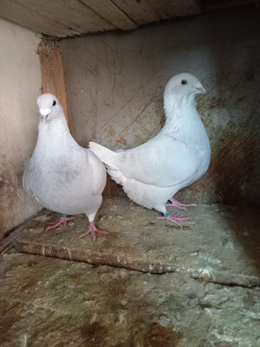 Porumbei standard românesc o pereche