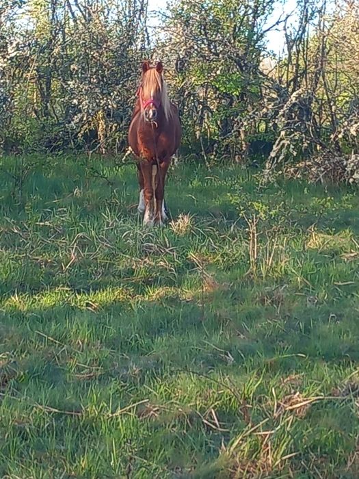 Cal castrat de vânzare