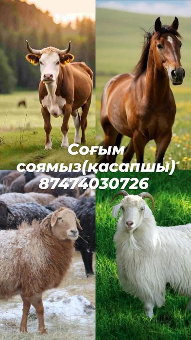 Мал соямыз (Сиыр, жылқы, қой, ешкі)