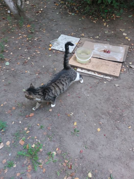 Пристраивается кошечка