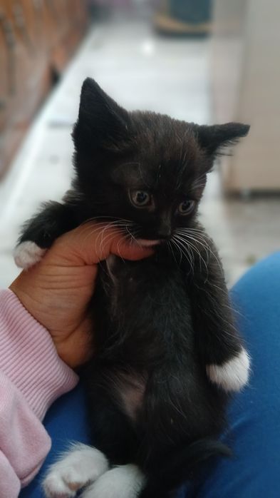 Отдам котят в добрые руки