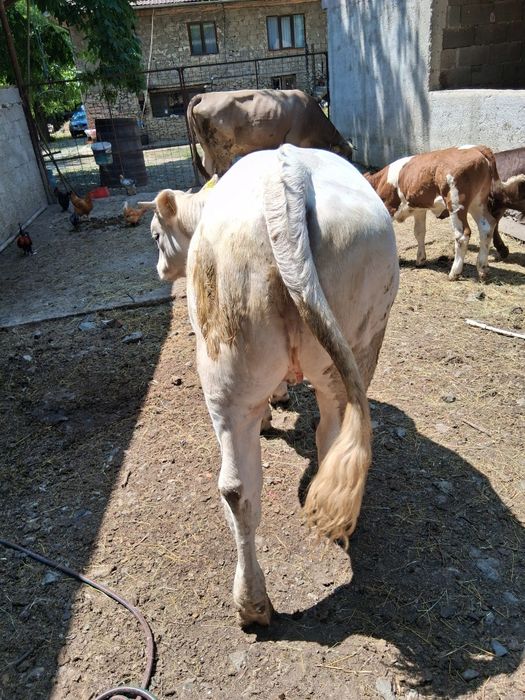 Vaca de rudă gustata in 8 luni
