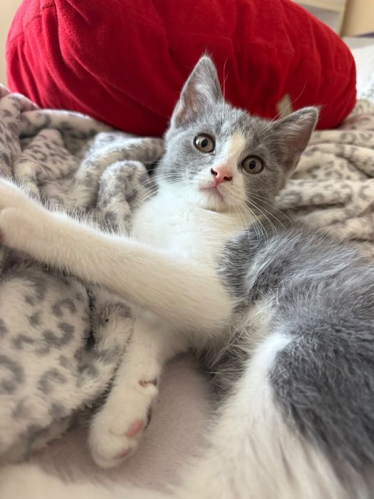 British shorthair  gri/alb