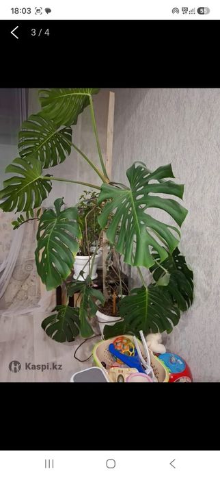 Продам Монстеру .