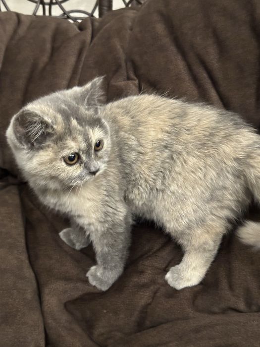 скотиш страйт 4 ойли тоза кон