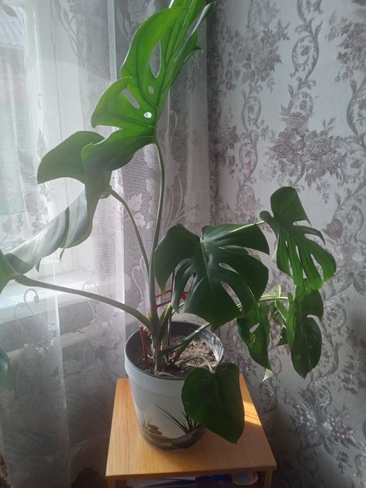 Монстера 3 года.
