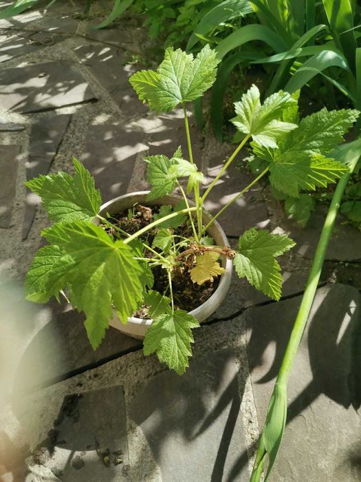 Кусты черной крупной смородины