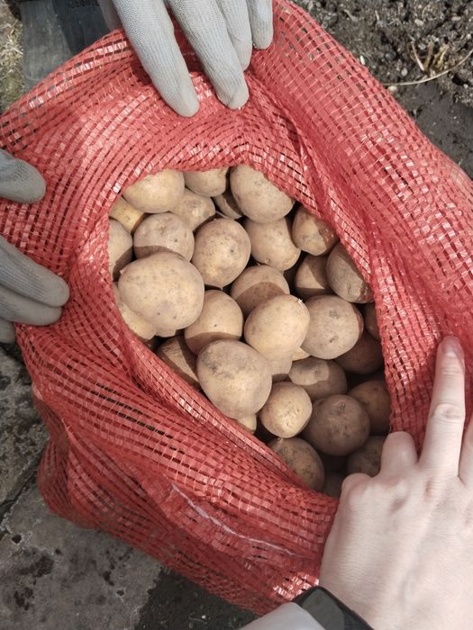 Семенной картофель