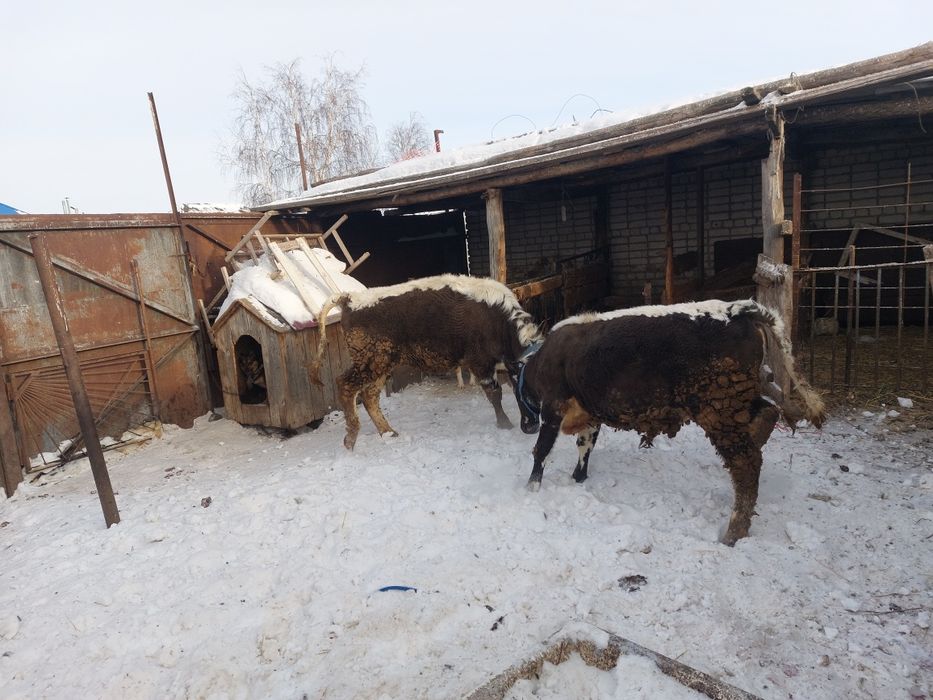 Продам два бычка