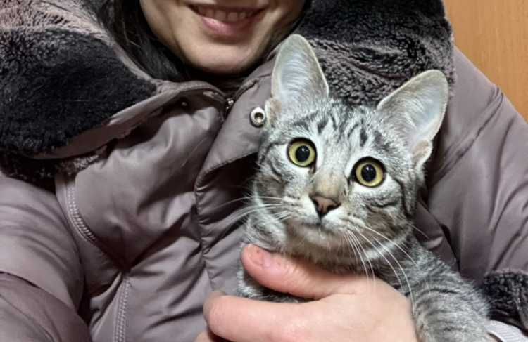 Donez pui de pisica 5-6 luni