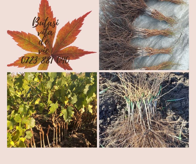 Butasi vita de vie anul 2 și anul 3