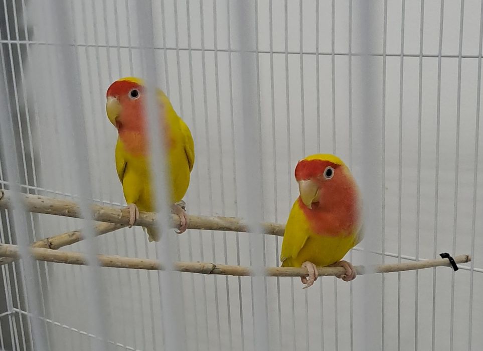 Неразлучник пара взрослый