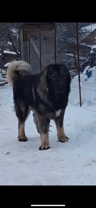 Fetite frumoase caucaziene