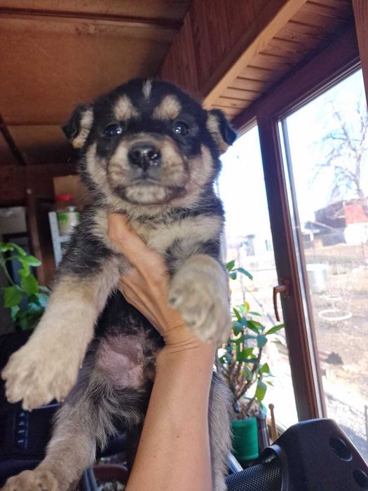 Отдам щенков в хорошие руки .