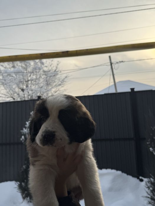 Щенки московской сторожевой