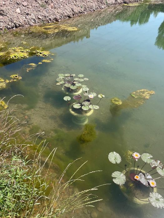 Водяной кувшинки  Лилия Liliya, Nilufar guli