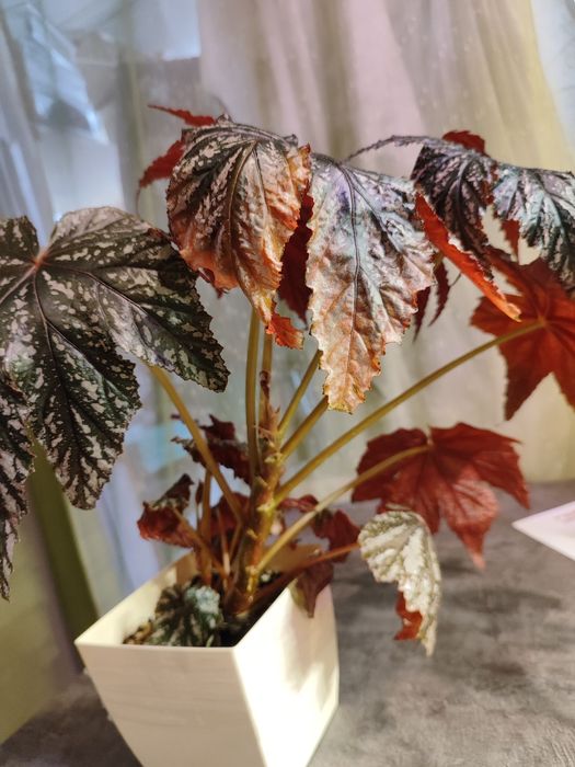 Бегония декоративная Begonia rex