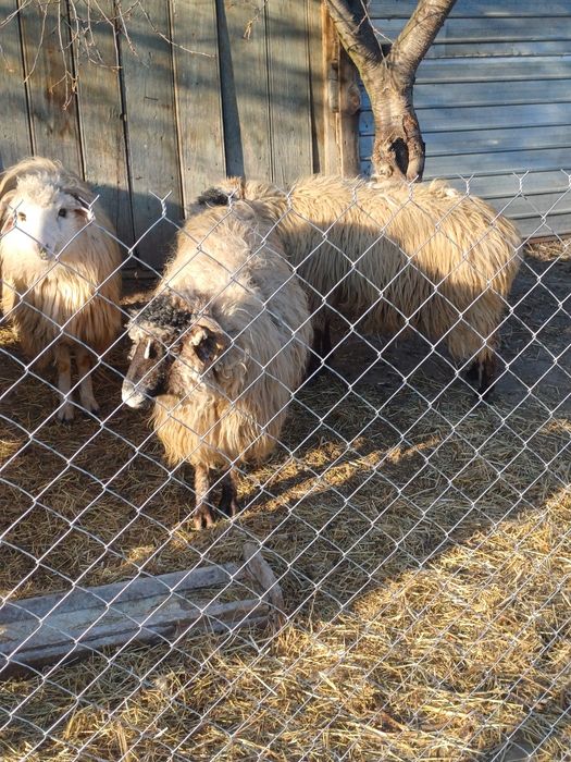 9 oi afăta și cu miei si transport