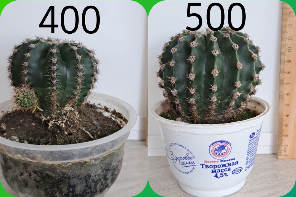 Распродажа кактусов(недорого)
