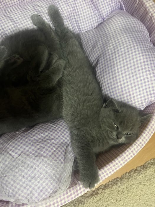 Pisoi British Shorthair