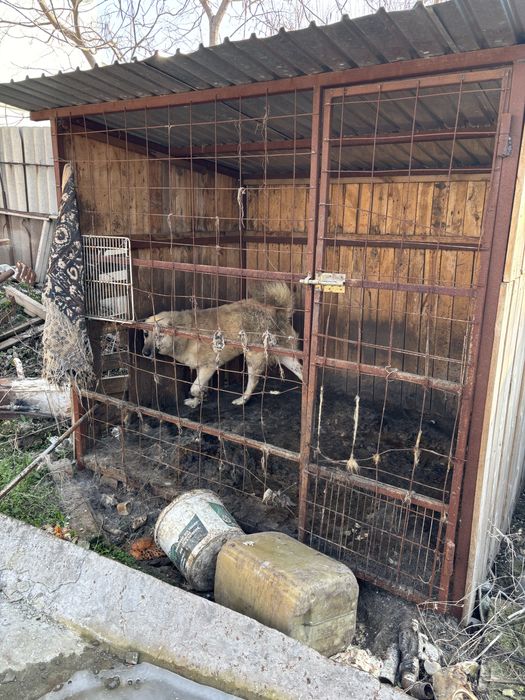 Собака ит төбет алабай