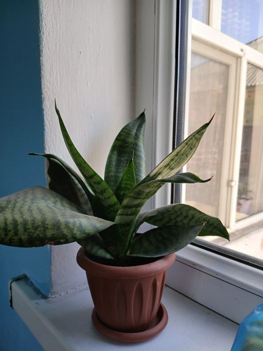 Цветы домашние  разные