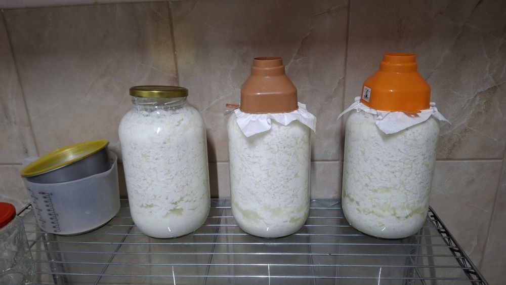 Vand ciuperca Tibetana pentru kefir